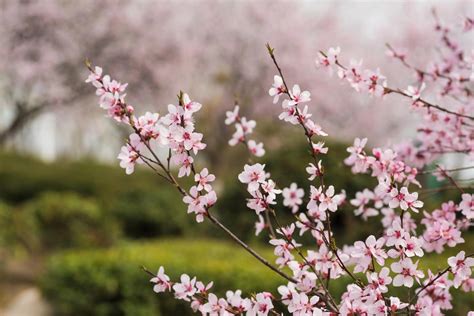 桃花木功效